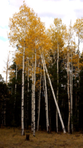 Aspens at the Peaks 0173